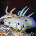 Nudibranch, photo taken in Indonesia, Bali, Tulamben, Wreck Slope Nudibranch, photo taken in Indonesia, Bali, Tulamben, Wreck Slope