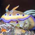 Nudibranch, photo taken in Indonesia, Bali, Tulamben, Wreck Slope Nudibranch, photo taken in Indonesia, Bali, Tulamben, Wreck Slope