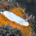 Nudibranch, photo taken in Indonesia, Bali, Tulamben, Wreck Slope Nudibranch, photo taken in Indonesia, Bali, Tulamben, Wreck Slope