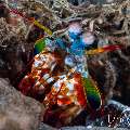 Peacock Mantis Shrimp (Odontodactylus scyllarus), photo taken in Indonesia, Bali, Tulamben, Wreck Slope Peacock Mantis Shrimp (Odontodactylus scyllarus), photo taken in Indonesia, Bali, Tulamben, Wreck Slope