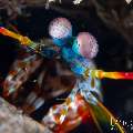 Peacock Mantis Shrimp (Odontodactylus scyllarus), photo taken in Indonesia, Bali, Tulamben, Wreck Slope Peacock Mantis Shrimp (Odontodactylus scyllarus), photo taken in Indonesia, Bali, Tulamben, Wreck Slope