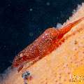 Sea star shrimp (Zenopontonia soror), photo taken in Indonesia, Bali, Tulamben, Wreck Slope Sea star shrimp (Zenopontonia soror), photo taken in Indonesia, Bali, Tulamben, Wreck Slope