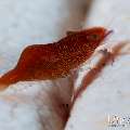 Sea star shrimp (Zenopontonia soror), photo taken in Indonesia, Bali, Tulamben, Wreck Slope Sea star shrimp (Zenopontonia soror), photo taken in Indonesia, Bali, Tulamben, Wreck Slope