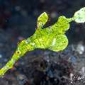 Halimeda Ghost Pipefish (Solenostomus halimeda), photo taken in Indonesia, Bali, Tulamben, Wreck Slope Halimeda Ghost Pipefish (Solenostomus halimeda), photo taken in Indonesia, Bali, Tulamben, Wreck Slope