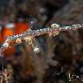 Ornate Ghost Pipefish (Solenostomus paradoxus), photo taken in Indonesia, Bali, Tulamben, Wreck Slope Ornate Ghost Pipefish (Solenostomus paradoxus), photo taken in Indonesia, Bali, Tulamben, Wreck Slope
