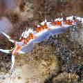 Nudibranch, photo taken in Indonesia, Bali, Tulamben, Wreck Slope Nudibranch, photo taken in Indonesia, Bali, Tulamben, Wreck Slope