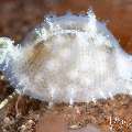 Pale Trivia Shell (Trivia sp.), photo taken in Indonesia, Bali, Tulamben, Wreck Slope Pale Trivia Shell (Trivia sp.), photo taken in Indonesia, Bali, Tulamben, Wreck Slope