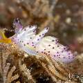 Nudibranch, photo taken in Indonesia, Bali, Tulamben, Wreck Slope Nudibranch, photo taken in Indonesia, Bali, Tulamben, Wreck Slope