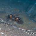 Blue-spotted Ribbontail Ray (Taeniura lymma), photo taken in Indonesia, Bali, Tulamben, Wreck Slope Blue-spotted Ribbontail Ray (Taeniura lymma), photo taken in Indonesia, Bali, Tulamben, Wreck Slope