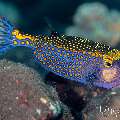 Whitespotted boxfish (Ostracion meleagris), photo taken in Indonesia, Bali, Tulamben, Wreck Slope Whitespotted boxfish (Ostracion meleagris), photo taken in Indonesia, Bali, Tulamben, Wreck Slope
