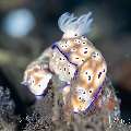 Nudibranch, photo taken in Indonesia, Bali, Tulamben, Wreck Slope Nudibranch, photo taken in Indonesia, Bali, Tulamben, Wreck Slope