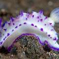 Nudibranch, photo taken in Indonesia, Bali, Tulamben, Melasti Nudibranch, photo taken in Indonesia, Bali, Tulamben, Melasti