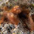 Orang Utan Crab (Achaeus japonicus), photo taken in Indonesia, Bali, Tulamben, Melasti Orang Utan Crab (Achaeus japonicus), photo taken in Indonesia, Bali, Tulamben, Melasti