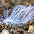 Nudibranch, photo taken in Indonesia, Bali, Tulamben, Melasti Nudibranch, photo taken in Indonesia, Bali, Tulamben, Melasti