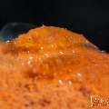 Cryptic Sponge Shrimp (Gelastocaris paronae), photo taken in Indonesia, Bali, Tulamben, Melasti Cryptic Sponge Shrimp (Gelastocaris paronae), photo taken in Indonesia, Bali, Tulamben, Melasti