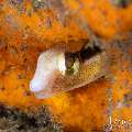 Lance Blenny (Aspidontus dussumieri), photo taken in Indonesia, Bali, Tulamben, Melasti Lance Blenny (Aspidontus dussumieri), photo taken in Indonesia, Bali, Tulamben, Melasti