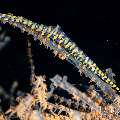 Banded Tozeuma Shrimp (Tozeuma armatum), photo taken in Indonesia, Bali, Tulamben, Melasti Banded Tozeuma Shrimp (Tozeuma armatum), photo taken in Indonesia, Bali, Tulamben, Melasti