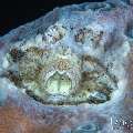 Hong Kong Gal Crab (Neotroglocarcinus hongkongensis), photo taken in Indonesia, Bali, Tulamben, Melasti Hong Kong Gal Crab (Neotroglocarcinus hongkongensis), photo taken in Indonesia, Bali, Tulamben, Melasti