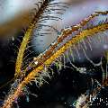 Ocellated tozeuma shrimp (Tozeuma lanceolatum), photo taken in Indonesia, Bali, Tulamben, Melasti Ocellated tozeuma shrimp (Tozeuma lanceolatum), photo taken in Indonesia, Bali, Tulamben, Melasti