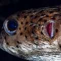Spot-fin porcupinefish (Diodon hystrix), photo taken in Indonesia, Bali, Tulamben, Melasti Spot-fin porcupinefish (Diodon hystrix), photo taken in Indonesia, Bali, Tulamben, Melasti