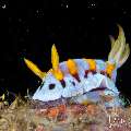 Nudibranch, photo taken in Indonesia, Bali, Tulamben, Sidem