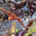 Robust Ghostpipefish (Solenostomus cyanopterus), photo taken in Indonesia, Bali, Tulamben, Sidem