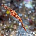 Robust Ghostpipefish (Solenostomus cyanopterus), photo taken in Indonesia, Bali, Tulamben, Sidem