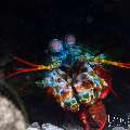 Peacock Mantis Shrimp (Odontodactylus scyllarus), photo taken in Indonesia, Bali, Tulamben, Sidem