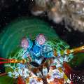 Peacock Mantis Shrimp (Odontodactylus scyllarus), photo taken in Indonesia, Bali, Tulamben, Sidem