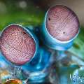 Peacock Mantis Shrimp (Odontodactylus scyllarus), photo taken in Indonesia, Bali, Tulamben, Sidem