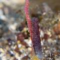 Ocellated tozeuma shrimp (Tozeuma lanceolatum), photo taken in Indonesia, Bali, Tulamben, Sidem