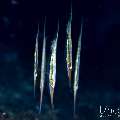Grooved razorfish (Centriscus scutatus), photo taken in Indonesia, Bali, Tulamben, Sidem