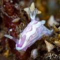 Nudibranch, photo taken in Indonesia, Bali, Tulamben, Sidem
