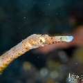 Shorttailed Pipefish (Trachyrhamphus bicoarctatus), photo taken in Indonesia, Bali, Tulamben, Sidem