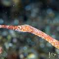 Shorttailed Pipefish (Trachyrhamphus bicoarctatus), photo taken in Indonesia, Bali, Tulamben, Sidem