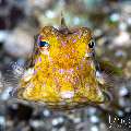 Thornback Cowfish (Lactoria fomasini), photo taken in Indonesia, Bali, Tulamben, Sidem