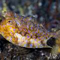 Thornback Cowfish (Lactoria fomasini), photo taken in Indonesia, Bali, Tulamben, Sidem