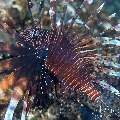 Red Lionfish (Pterois volitans), photo taken in Indonesia, Bali, Tulamben, Sidem
