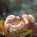 Nudibranch, photo taken in Indonesia, Bali, Tulamben, Sidem
