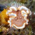 Nudibranch, photo taken in Indonesia, Bali, Tulamben, Sidem