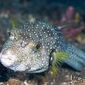 White-Spotted Puffer (Arothron hispidus), photo taken in Indonesia, Bali, Tulamben, Sidem