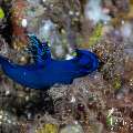 Nudibranch, photo taken in Indonesia, Bali, Tulamben, Sidem