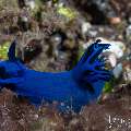 Nudibranch, photo taken in Indonesia, Bali, Tulamben, Sidem