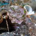 , photo taken in Indonesia, Bali, Tulamben, Sidem