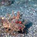 Bearded Stinger (Inimicus didactylus), photo taken in Indonesia, Bali, Tulamben, Sidem