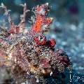 Bearded Stinger (Inimicus didactylus), photo taken in Indonesia, Bali, Tulamben, Sidem
