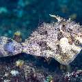 Blotchy Filefish (Pseudomonacanthus macrurus), photo taken in Indonesia, Bali, Tulamben, Sidem