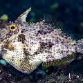 Blotchy Filefish (Pseudomonacanthus macrurus), photo taken in Indonesia, Bali, Tulamben, Sidem