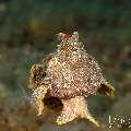 Painted Frogfish (Antennarius pictus), photo taken in Indonesia, Bali, Tulamben, Sidem