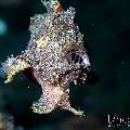 Painted Frogfish (Antennarius pictus), photo taken in Indonesia, Bali, Tulamben, Sidem